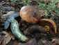 Céklatinóru (Neoboletus xanthopus), Budai-hegység